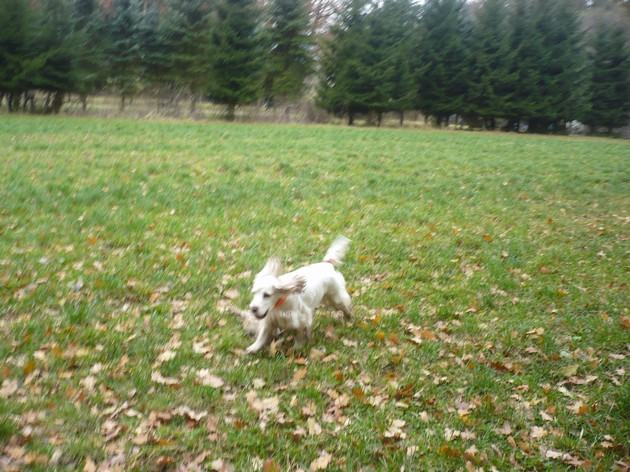 Konopiste_8.11.2009 (11).JPG